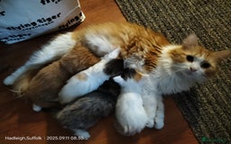 British Longhair cats for sale: ADORABLE DOG AND HOOVER PROOF KITTENS - Image 20