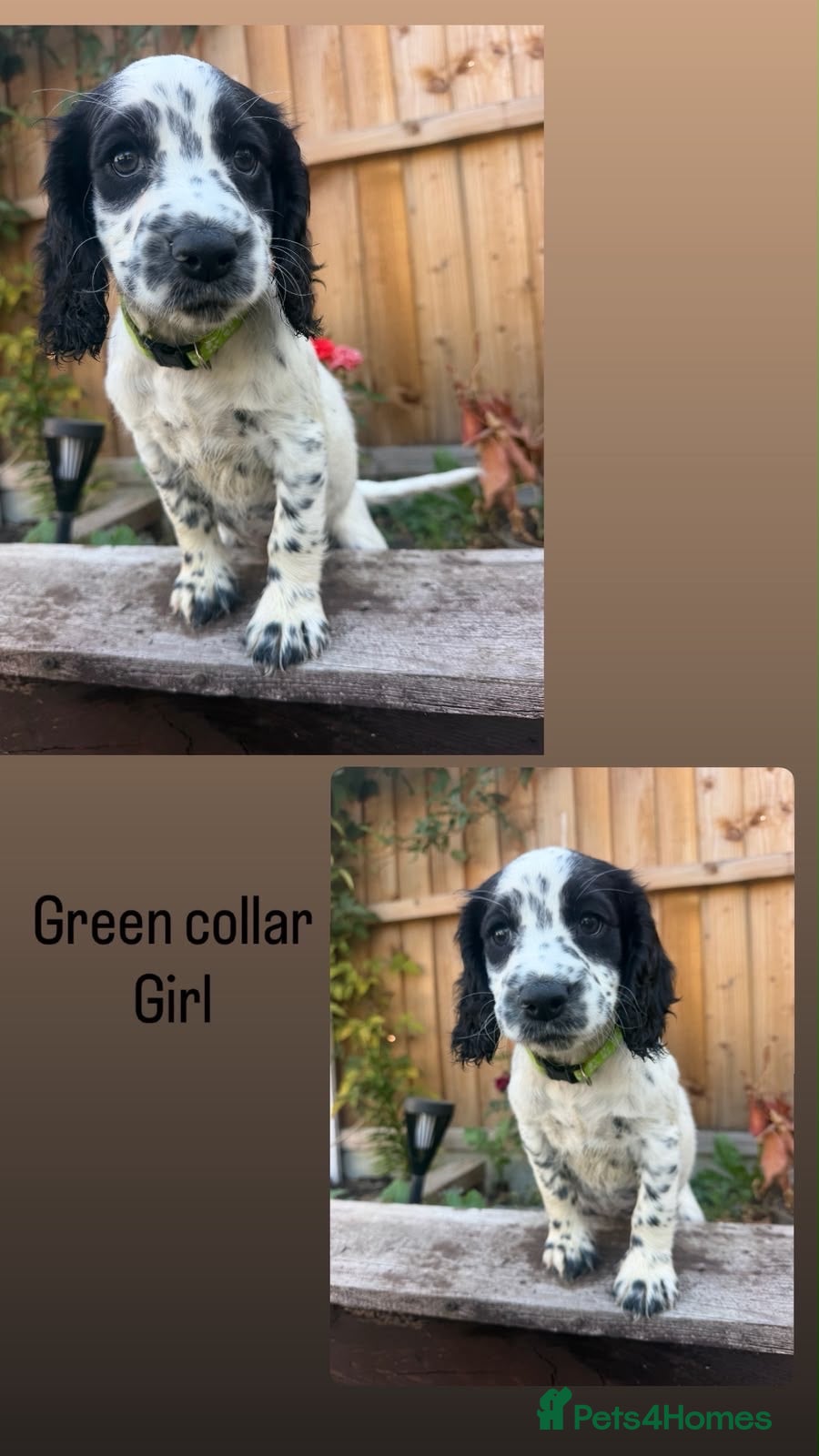 English Springer Spaniel dogs Beautiful litter springer spaniels - Advert 2