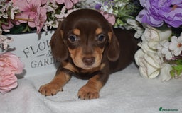 Miniature Dachshund dogs for sale: KC Smooth Coat Miniature Dachshunds - Image 5