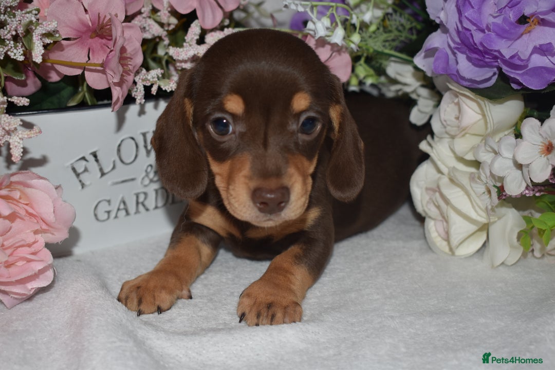 Miniature Dachshund dogs for sale: KC Smooth Coat Miniature Dachshunds - Image 5