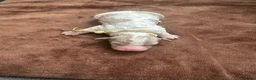 Cockapoo dogs for sale: Stunning cockapoos - Advert 15