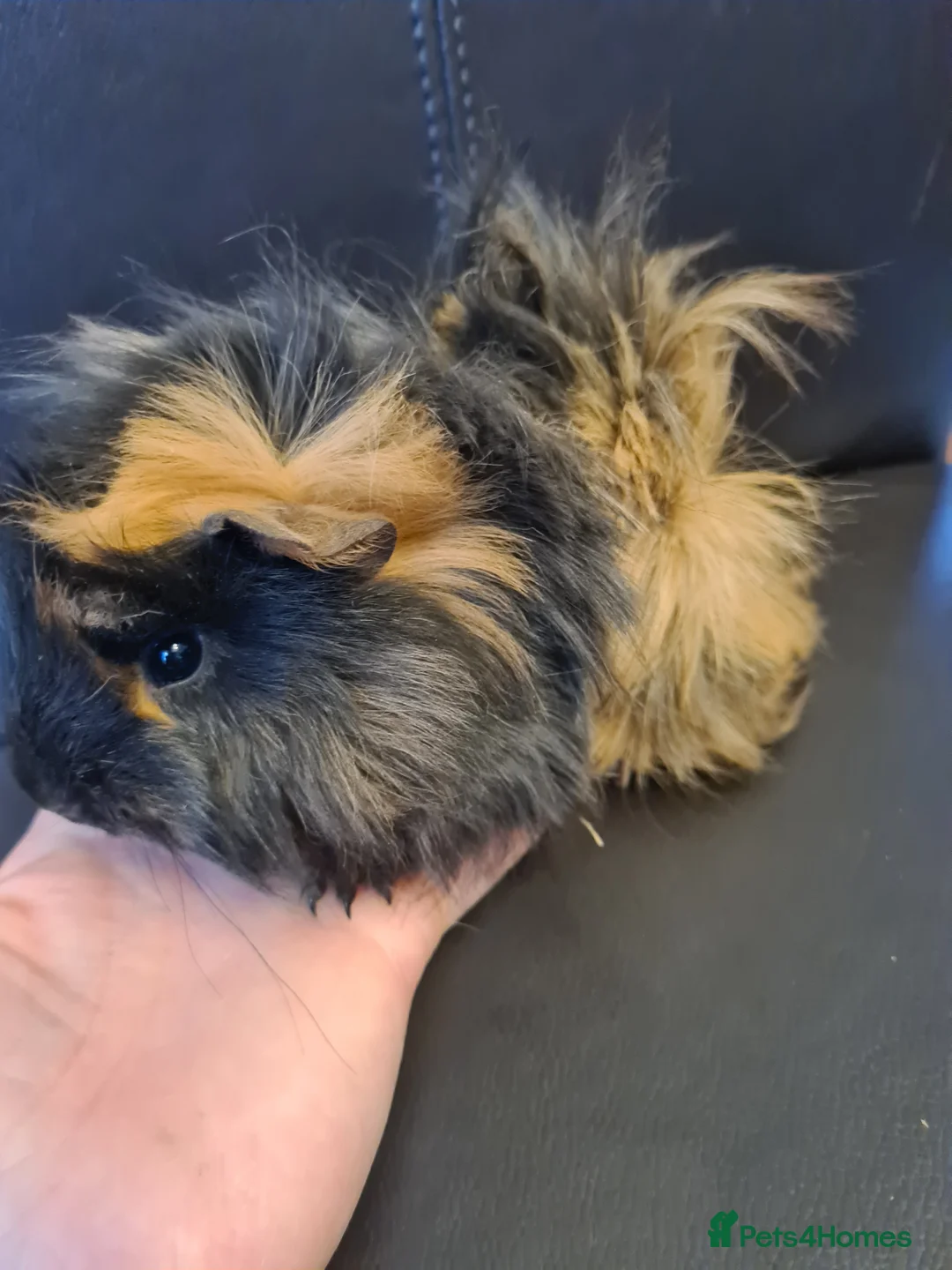 Guinea Pig rodents for sale: Beautiful fluffy baby sisters  - Advert 7