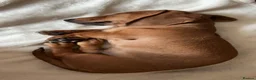 Miniature Dachshund dogs for sale: Fox red in Telford - Advert 3