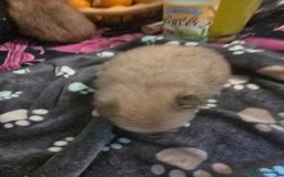 Pomeranian dogs for sale: Pure Breed Pomerian litters . - Image 7