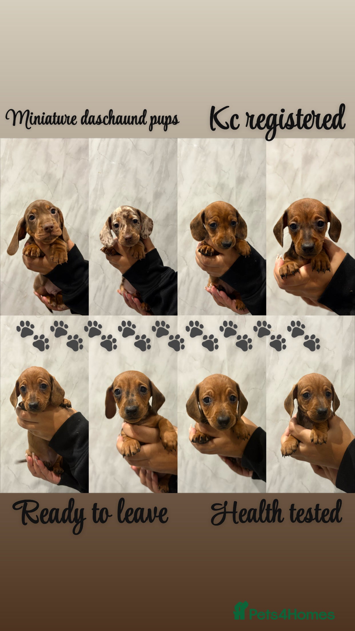 Miniature Dachshund dogs Miniature Dachshund Puppies  - Advert 9