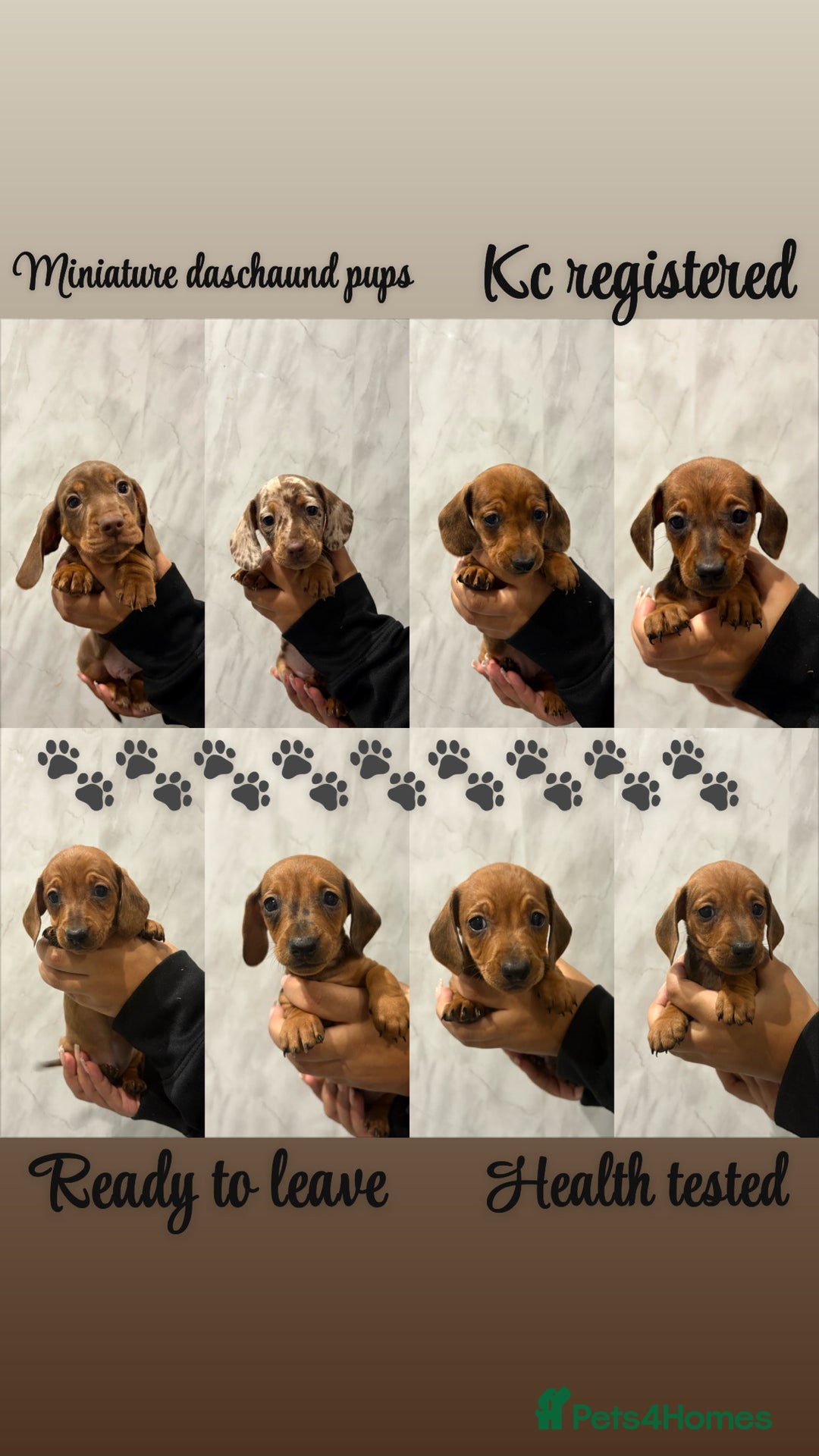 Miniature Dachshund dogs for sale: Miniature Dachshund Puppies  - Advert 1