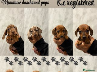 Miniature Dachshund dogs Miniature Dachshund Puppies - Advert 4