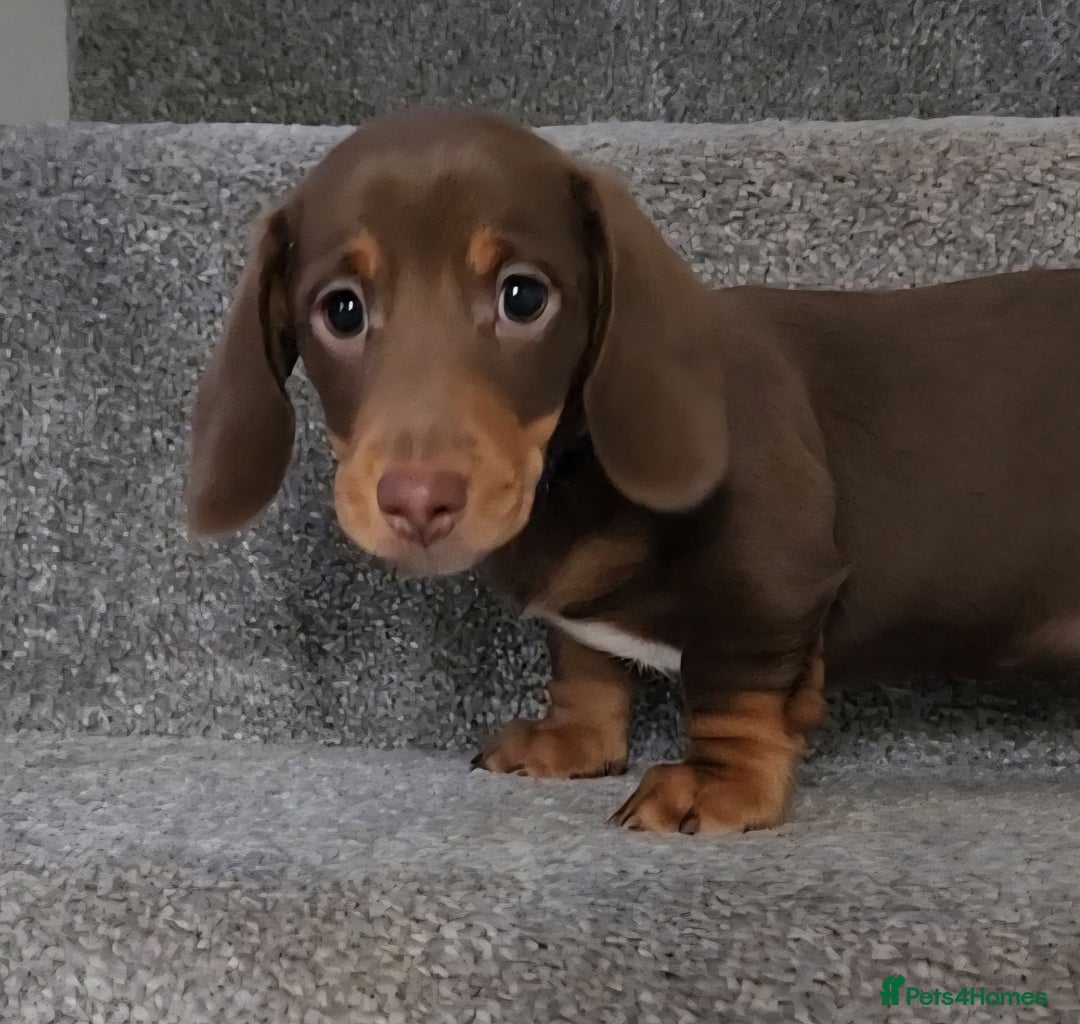 Miniature Dachshund dogs for sale: 🩷2 BABIES LEFT🐶READY TODAY🐶HAD 1ST/2ND JAB🩵 in Chorley - Image 30