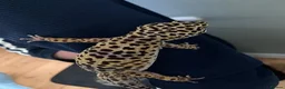Leopard Gecko reptiles for sale: Leopard Gecko and Full set up in Walton-on-Thames - Advert 3