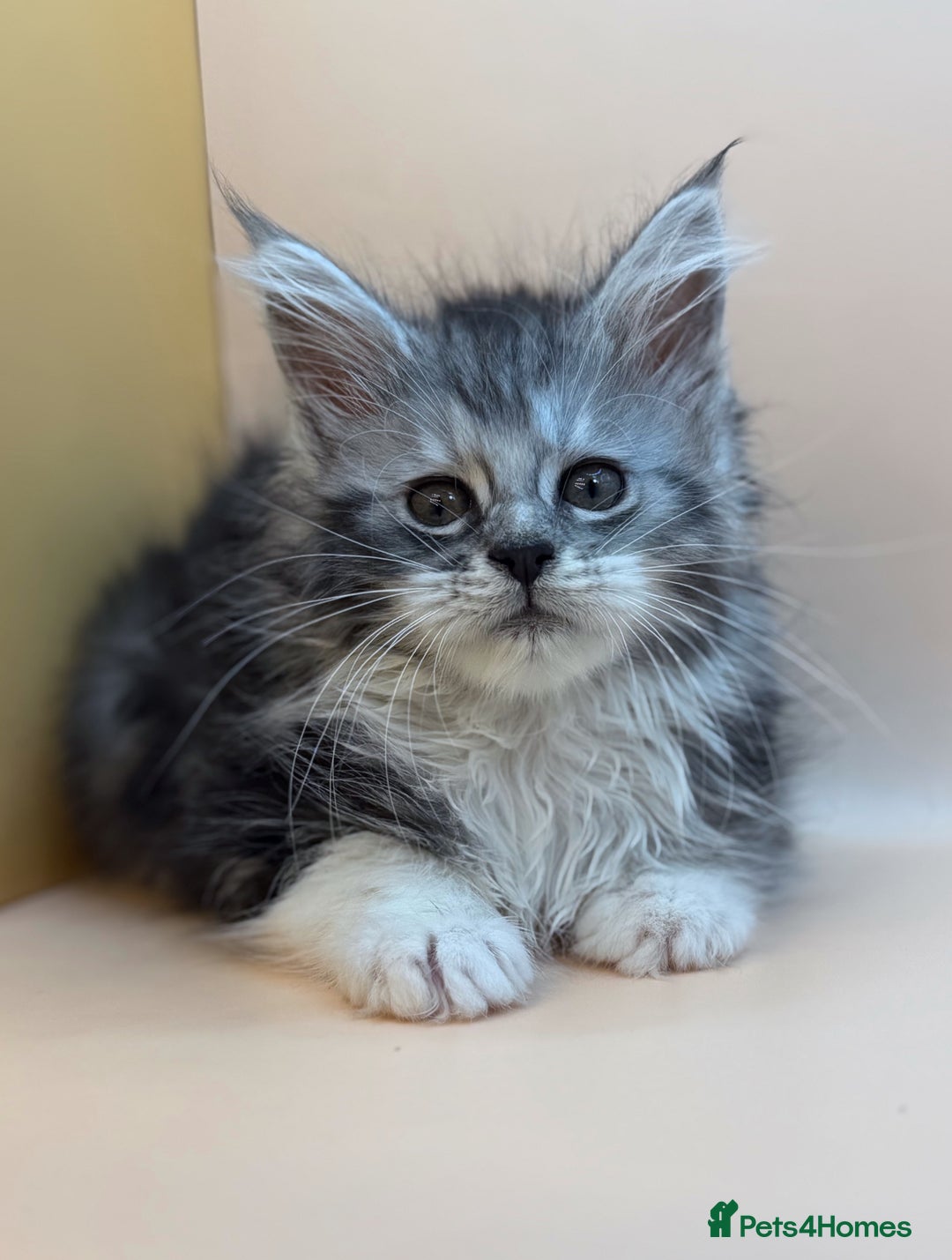 Maine Coon cats for sale: Maine Coons with Tests, Papers, Vet Checks & Vacc. - Advert 36