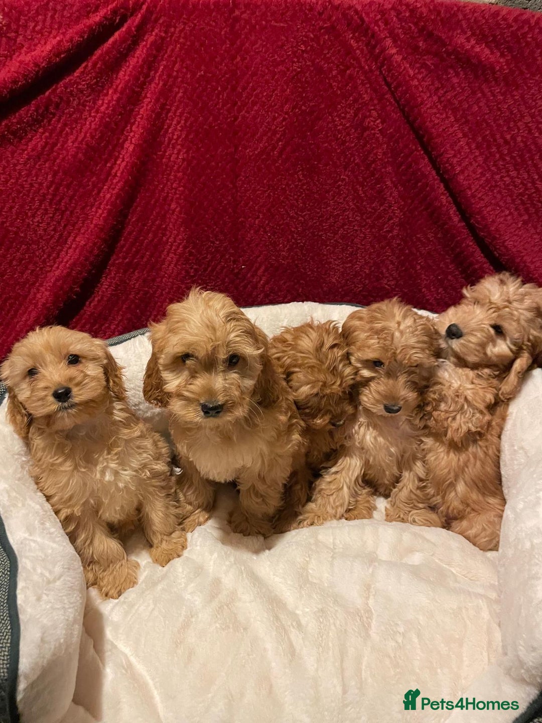 Cavapoo dogs for sale: Cavapoo puppies  - Advert 1