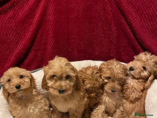 Cavapoo dogs Cavapoo puppies - Advert 1