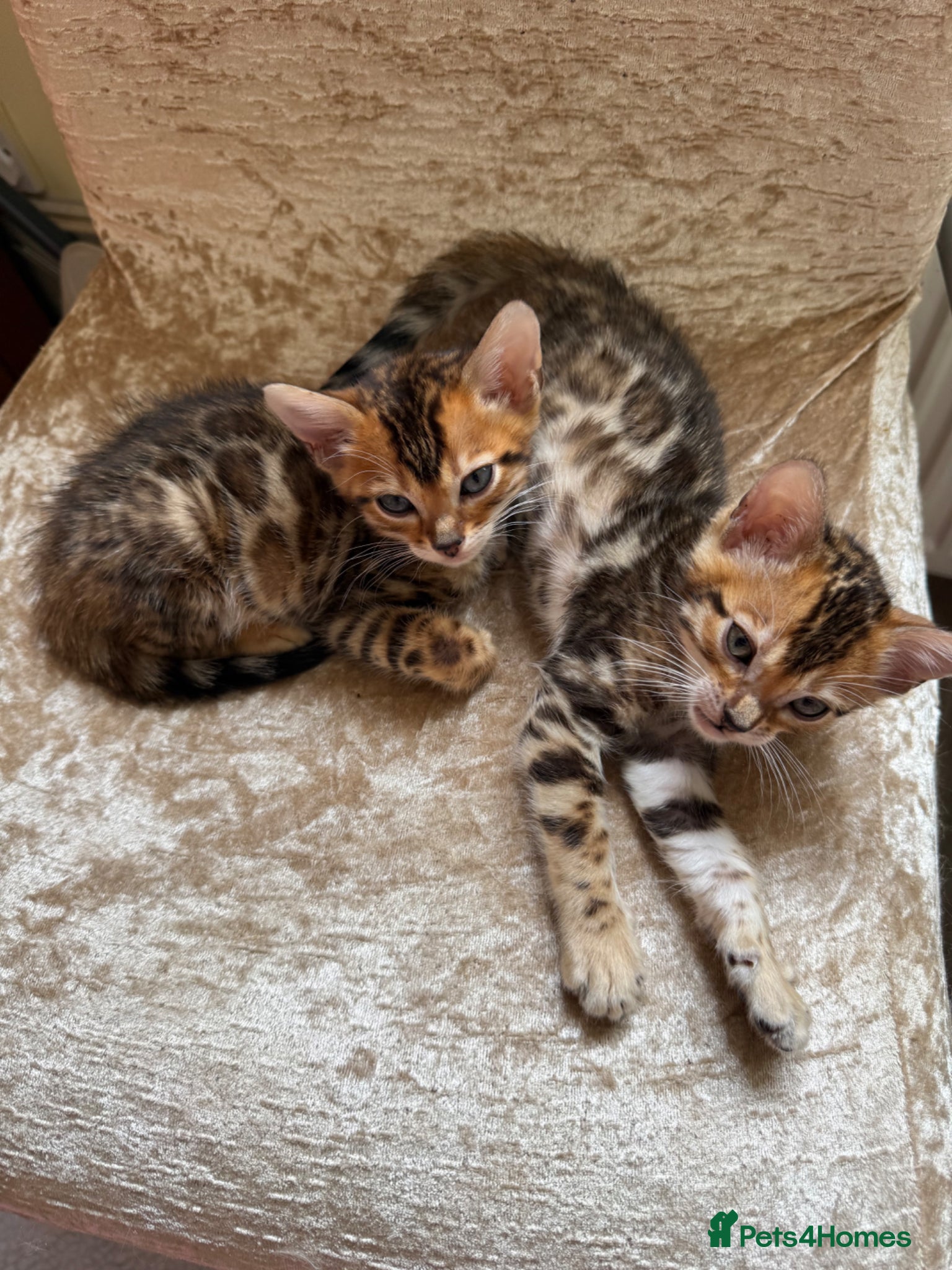 Bengal cats Stunning 🔥 TICA 🐾 Health Tested Bengals  - Advert 2