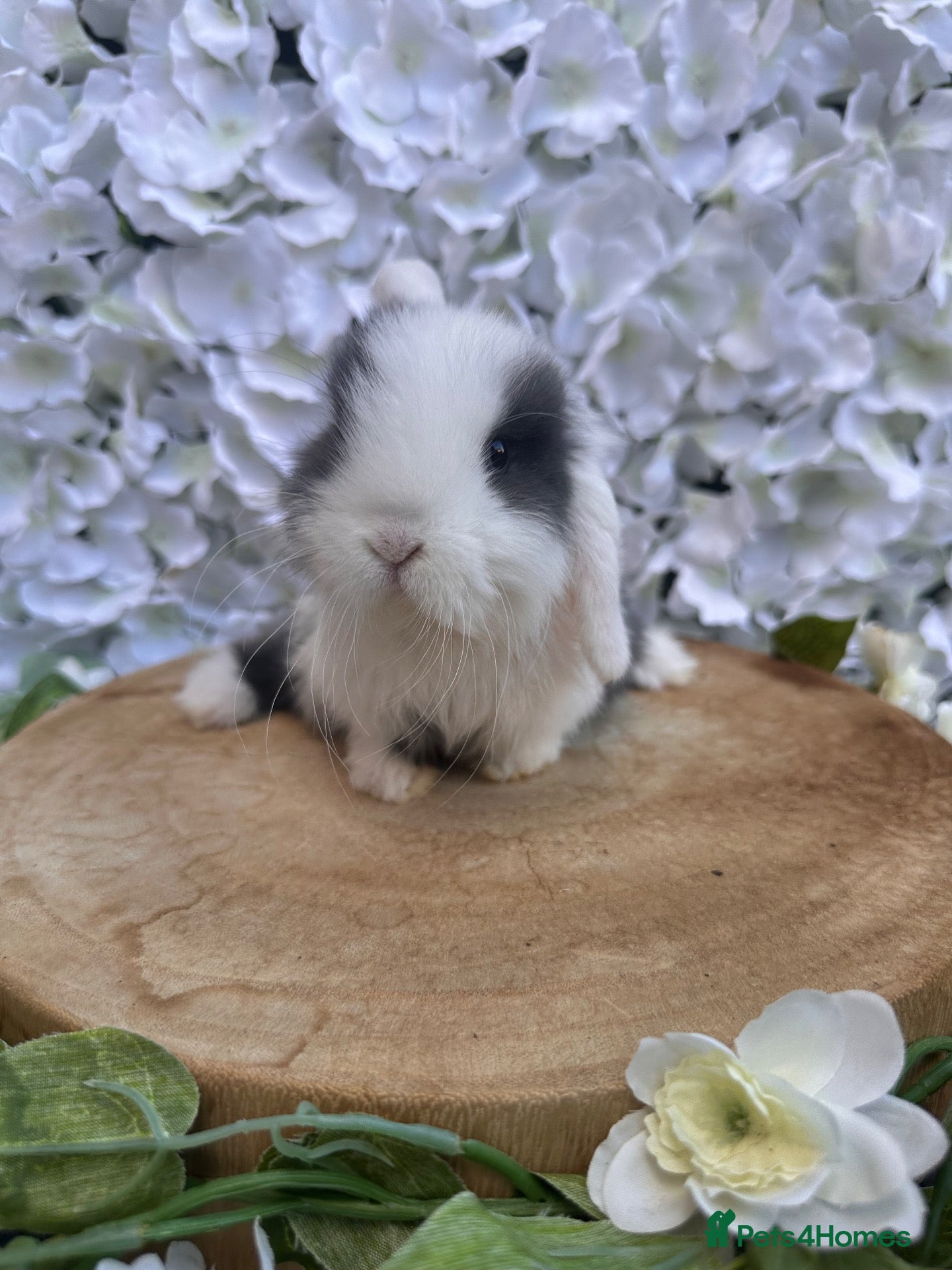 Mini Lop rabbits 🐰 Minilop babies - a special home needed - Advert 1