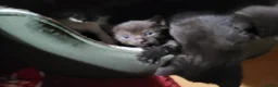 Domestic Shorthair cats for sale: Ready to Fly the Nest  - Advert 23