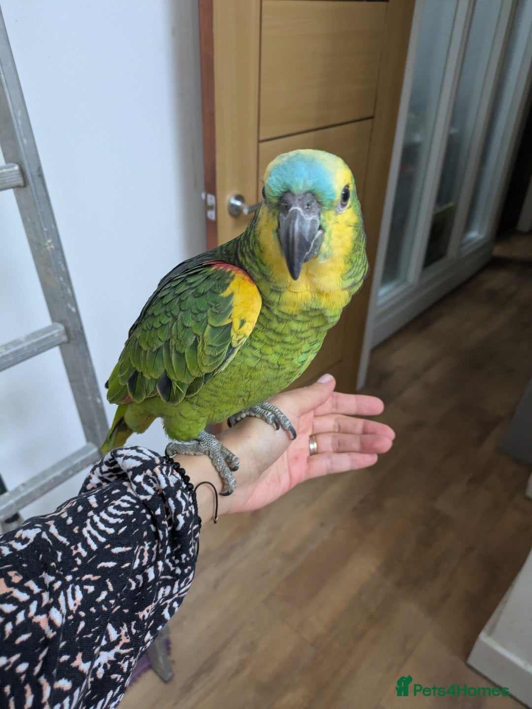 Parrots birds for sale: 2 girls 2 boys silly tamed blue fronted Amazons - Image 2