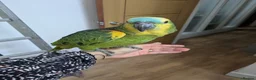 Parrots birds for sale: 2 girls 2 boys silly tamed blue fronted Amazons - Advert 2