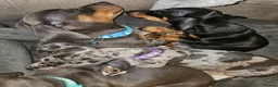 Miniature Dachshund dogs for sale: Kc reg beautiful miniature dachshund pups - Advert 10