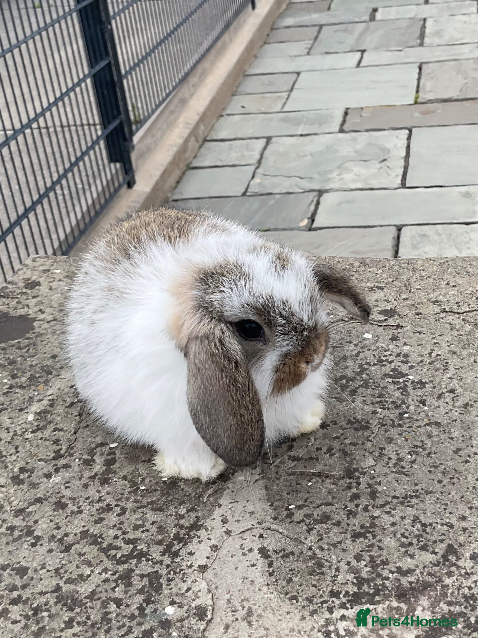 Mini Lop rabbits Pure bred mini lop boy  - Advert 2