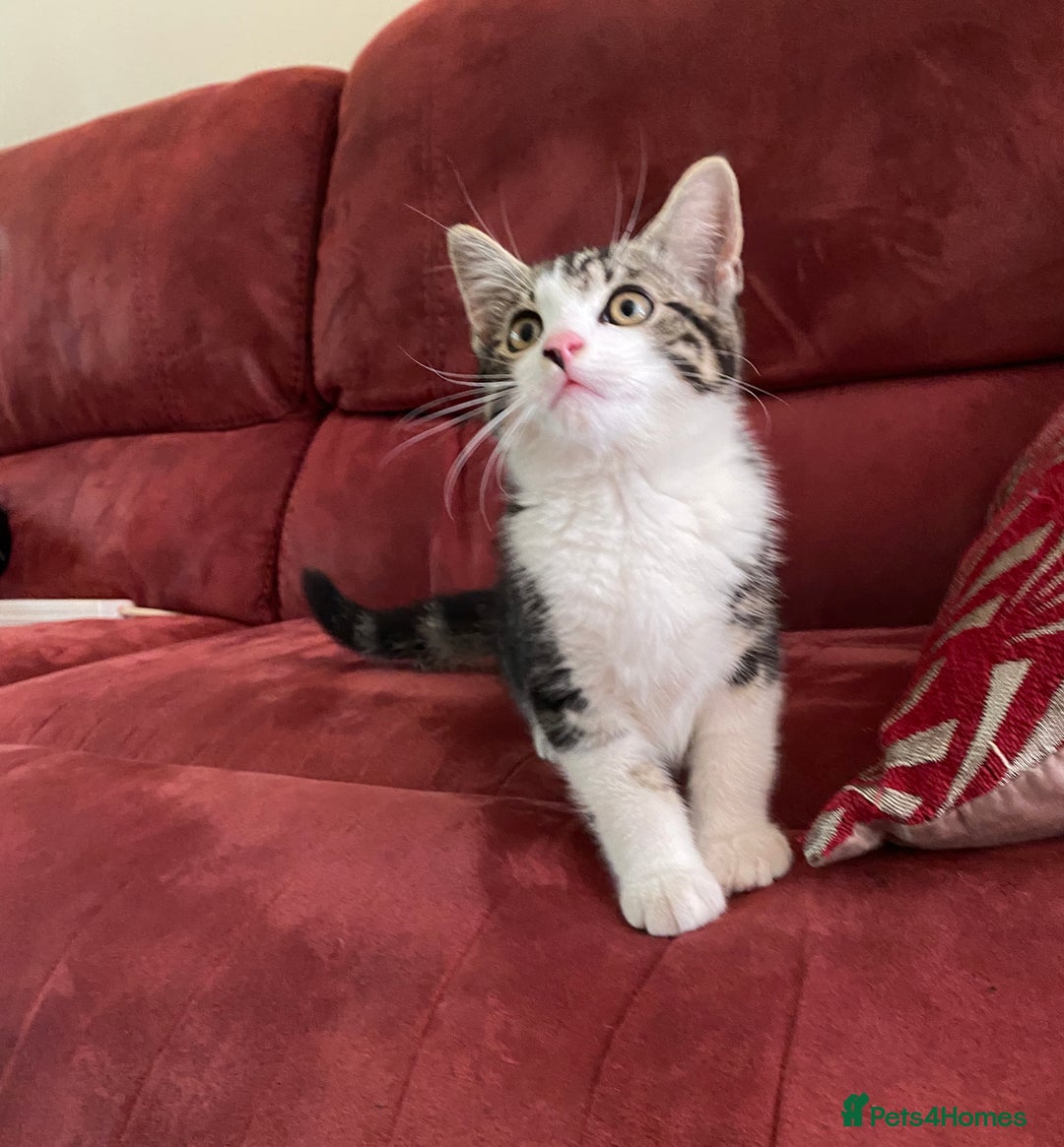 Mixed Breed cats for sale: Sweet male kitten - Image 1