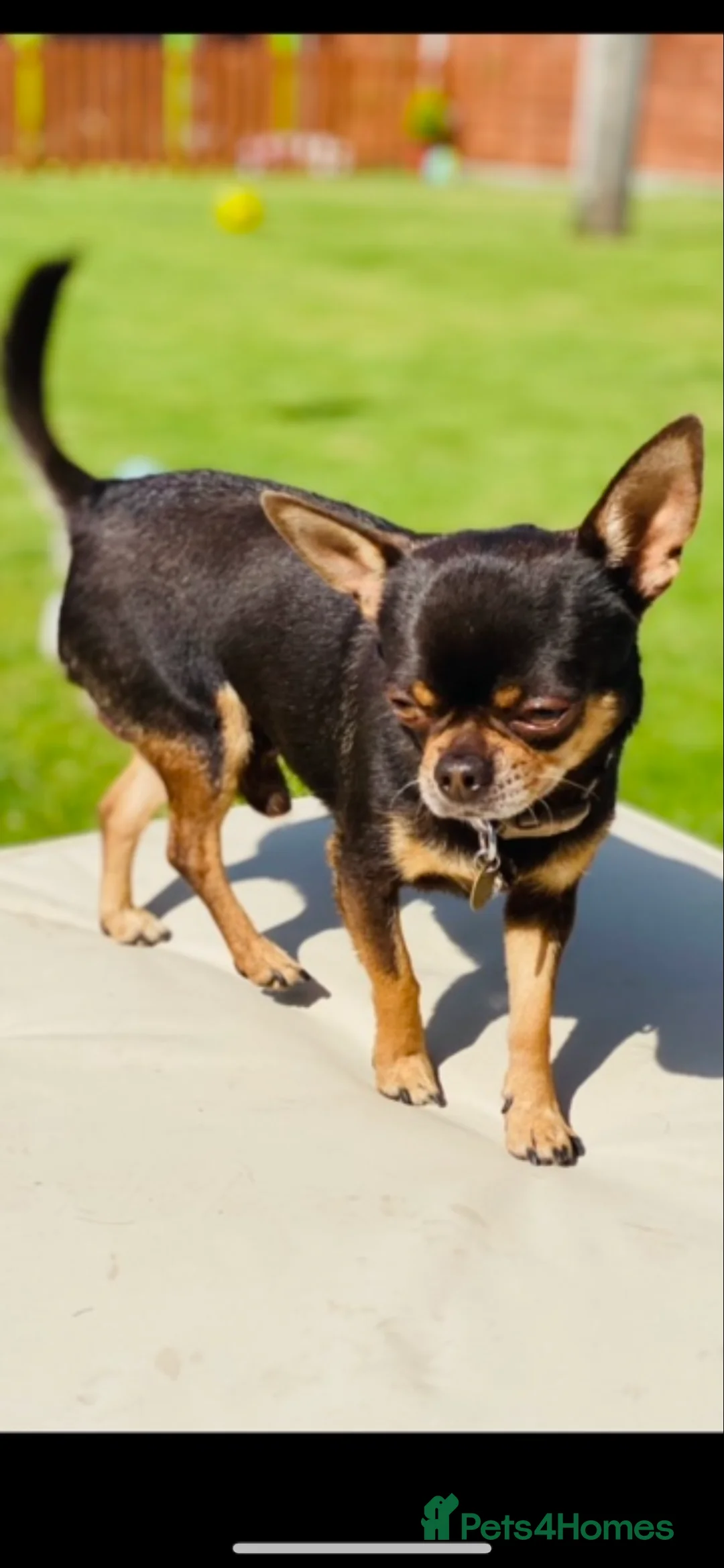 Chihuahua dogs for stud: small chihuahua stud only not for sale! chihuahua in Bury Saint Edmunds - Advert 14