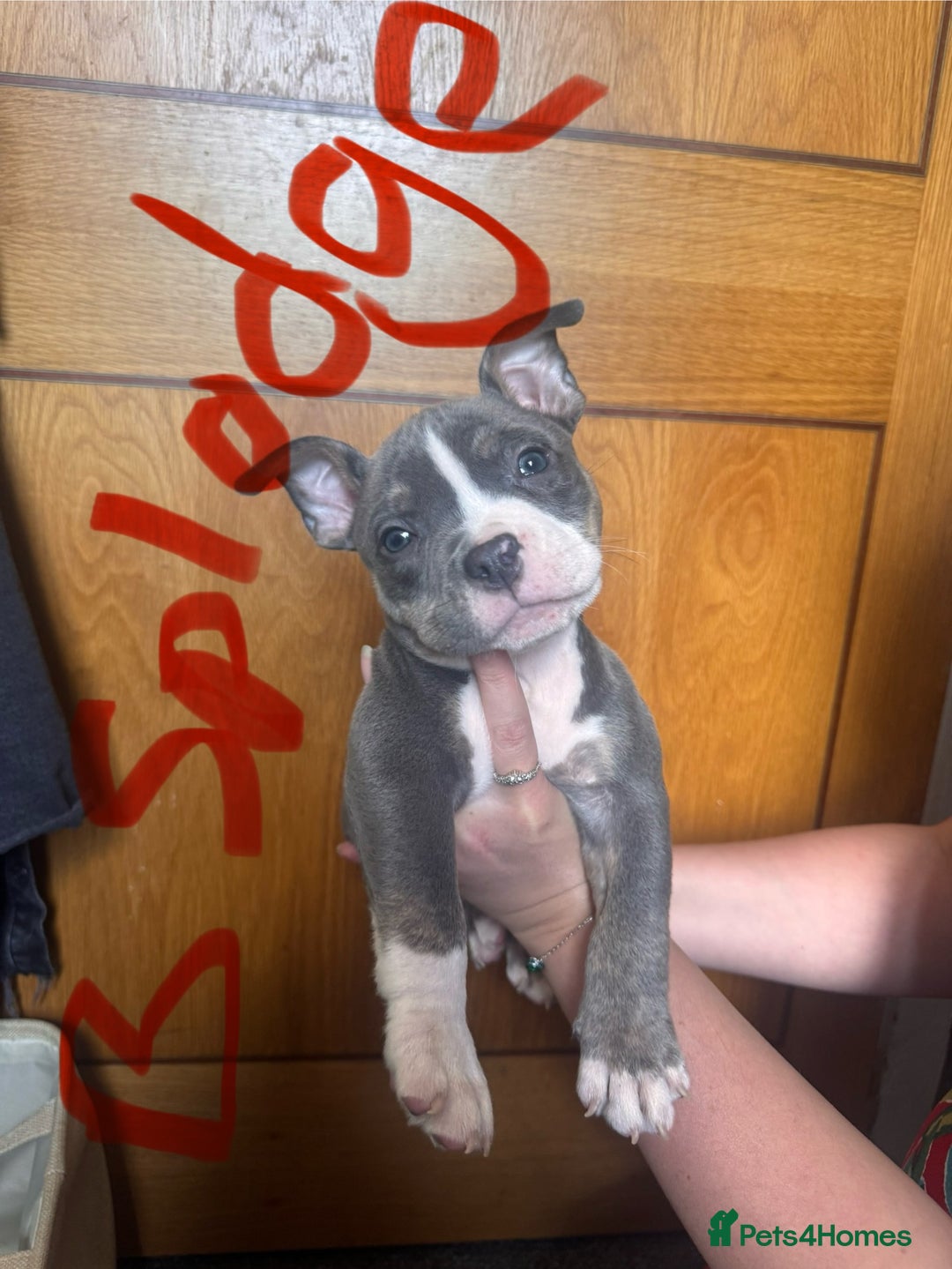 American Bully dogs for sale: American pocket bully’s  - Image 8
