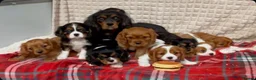 Cavalier King Charles Spaniel dogs for sale: STUNNING CAVALIER KING CHARLES PUPPIES  - Advert 30