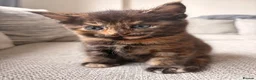 British Shorthair cats for sale: Beautiful BSH X Maine coon babies - Advert 25