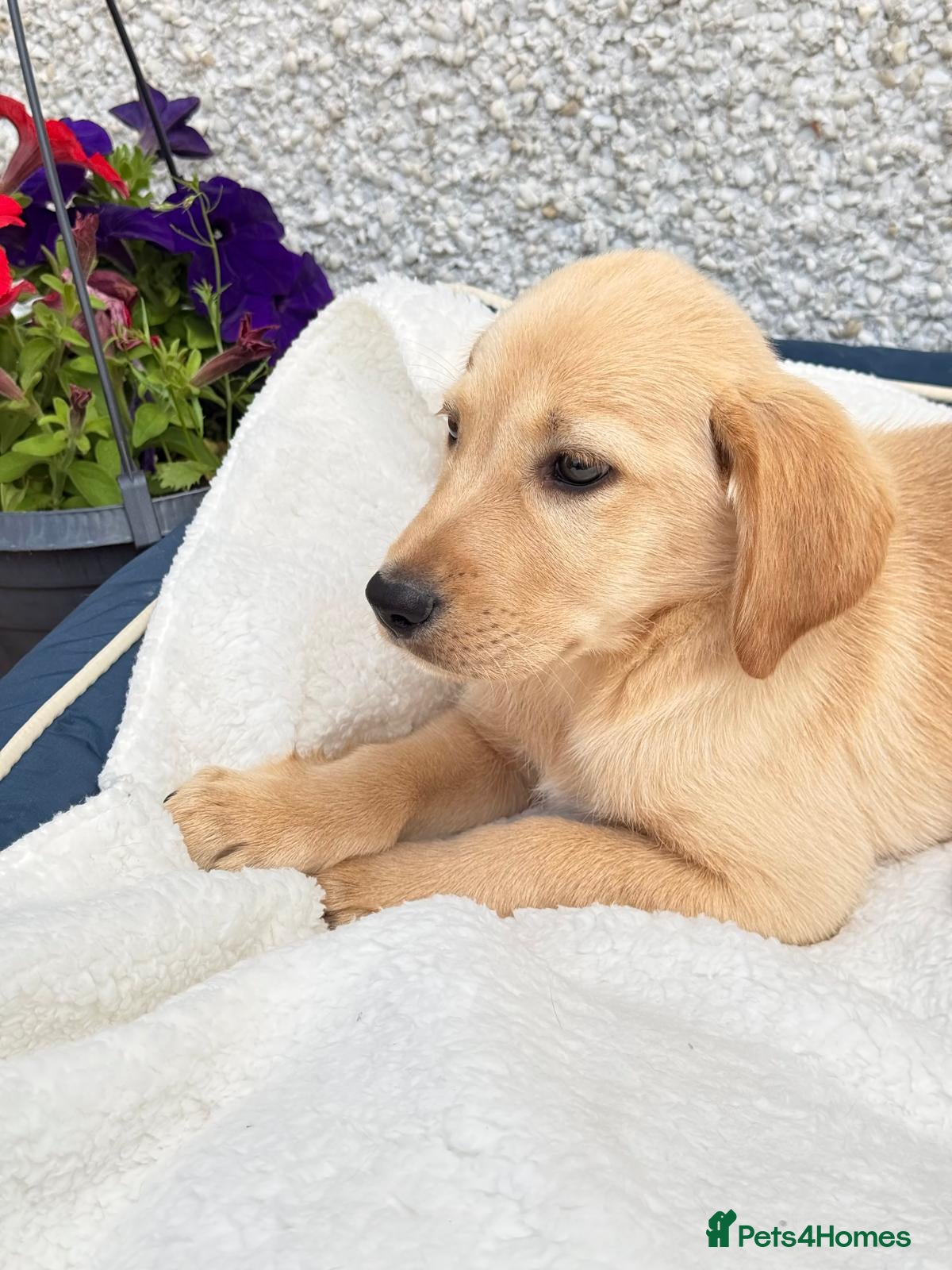 Labrador Retriever dogs Labrador retriever  - Advert 2