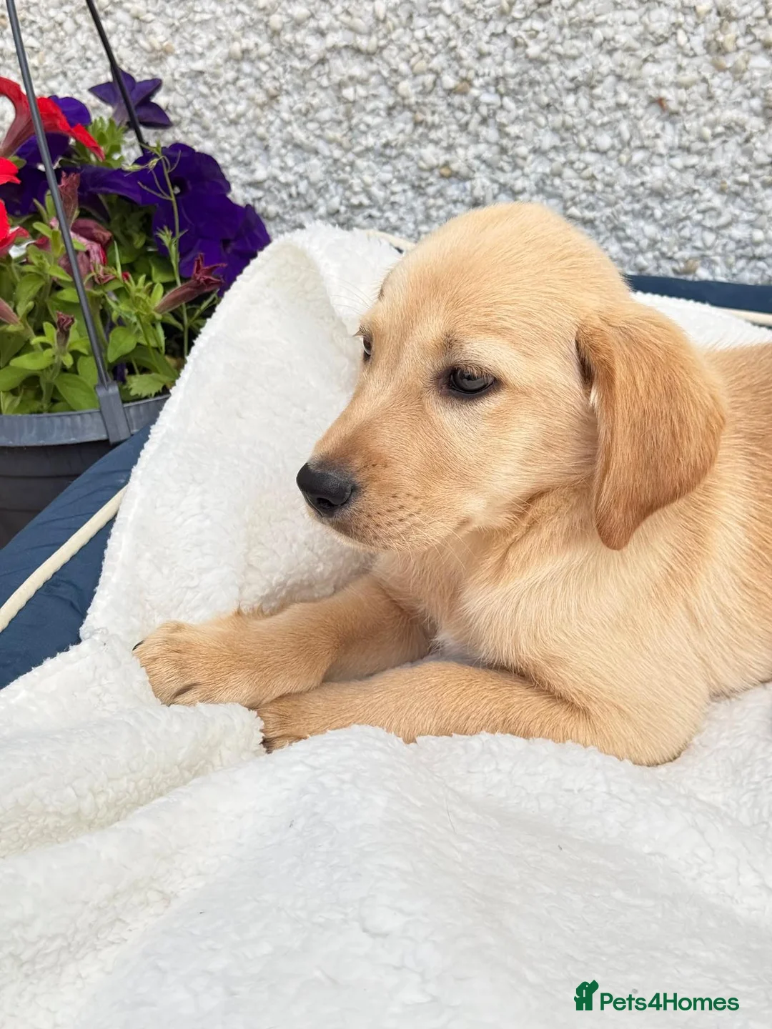 Labrador Retriever dogs for sale: Labrador retriever  in Strathaven - Advert 2