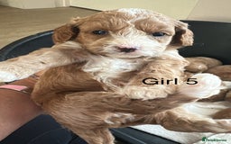 Cavapoo dogs for sale: One girl left has come available  - Image 23