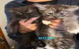 Ragdoll cats for sale: RAGDOLL X SILVER (READY NOW) - Image 3