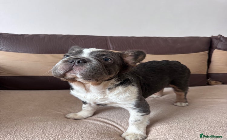 French Bulldog dogs - Advert 14
