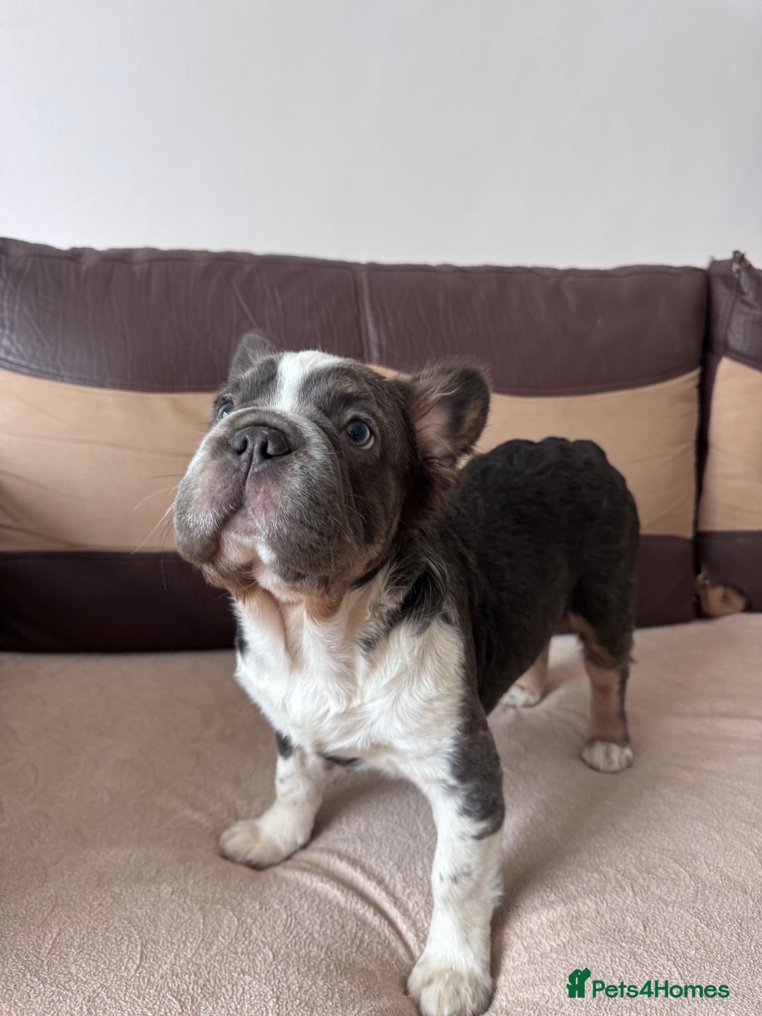 French Bulldog dogs for sale: French bulldogs - Image 1
