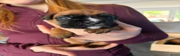 Boxer dogs for sale: Beautiful, KC registerd boxer puppies for sale in Canvey Island - Advert 18