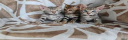 Bengal cats for sale: Bengal kittens  - Advert 4