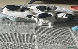 Jack Russell dogs for sale: Gorgeous Jack Russell Puppies For Sale - Image 6
