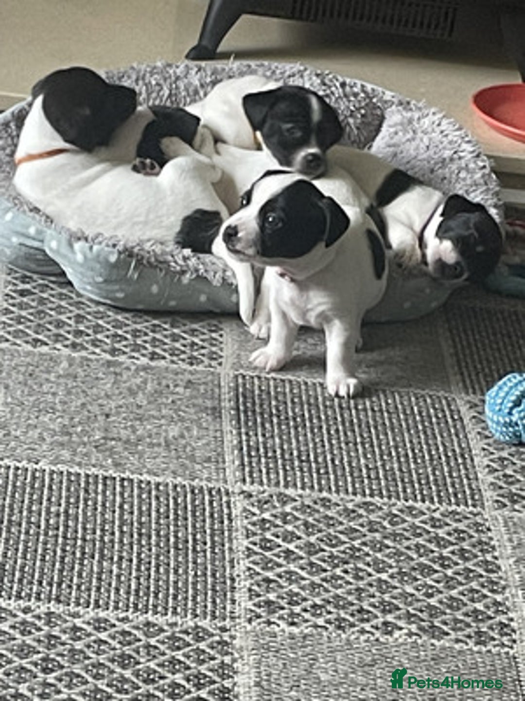 Jack Russell dogs for sale: Gorgeous Jack Russell Puppies For Sale - Image 6