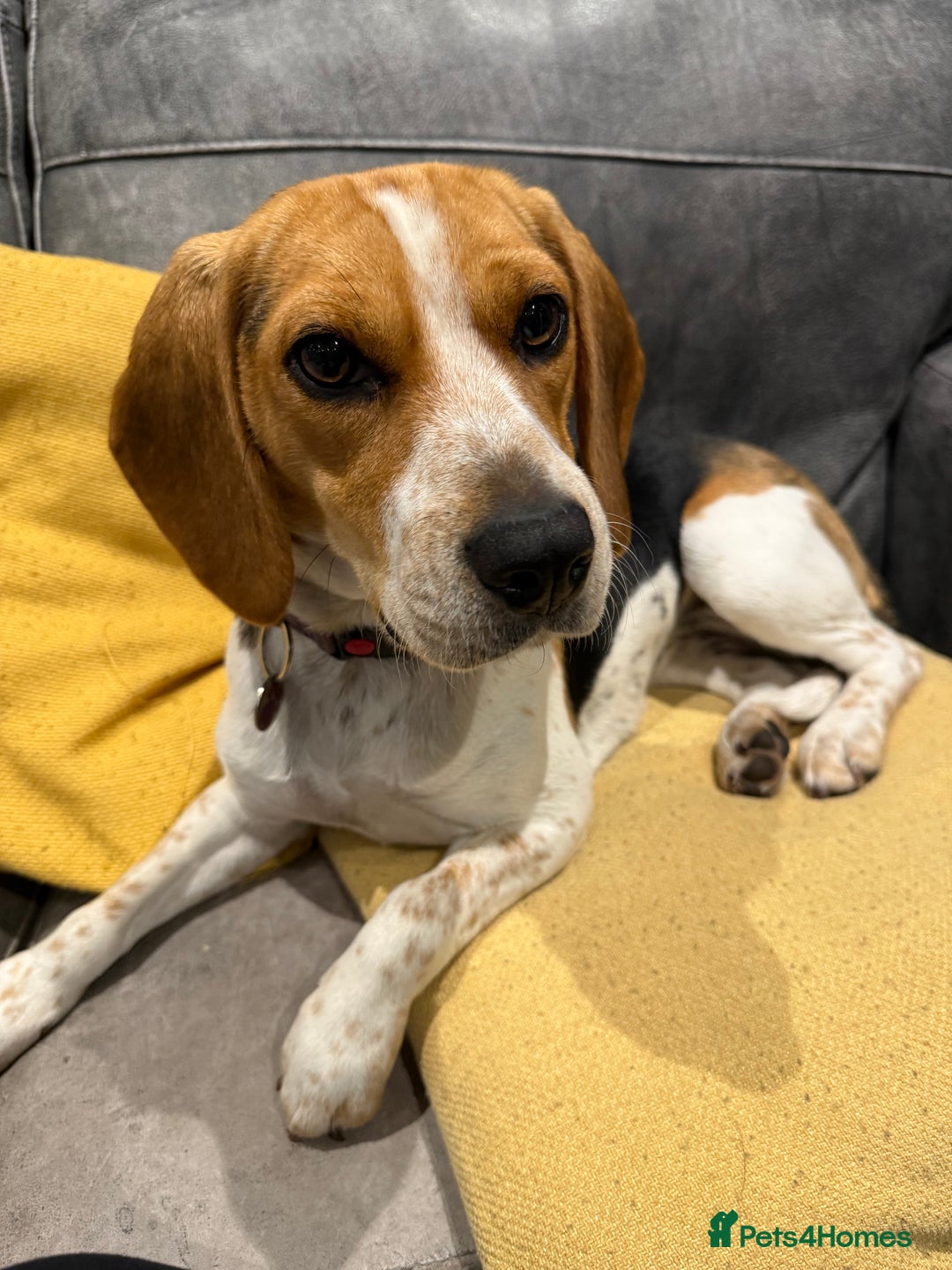 Beagle dogs for sale: Female beagle 18 months old - Image 2