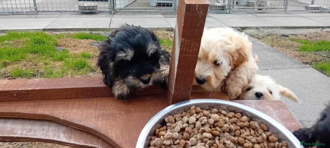 Cockapoo dogs for sale: Cockapoo pups  - Image 11