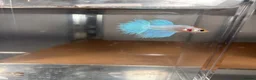 Bettas fish for sale: Betta fish - Advert 6