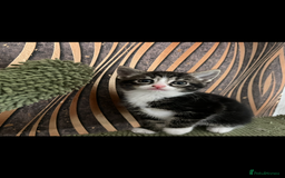 Mixed Breed cats for sale: Mixed breed- Norwegian Forest Cat  - Image 12