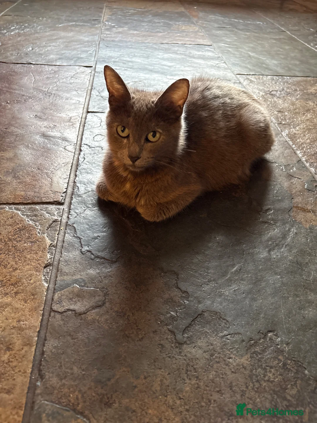 Domestic Shorthair cats for sale: Very cute kittens  - Advert 8