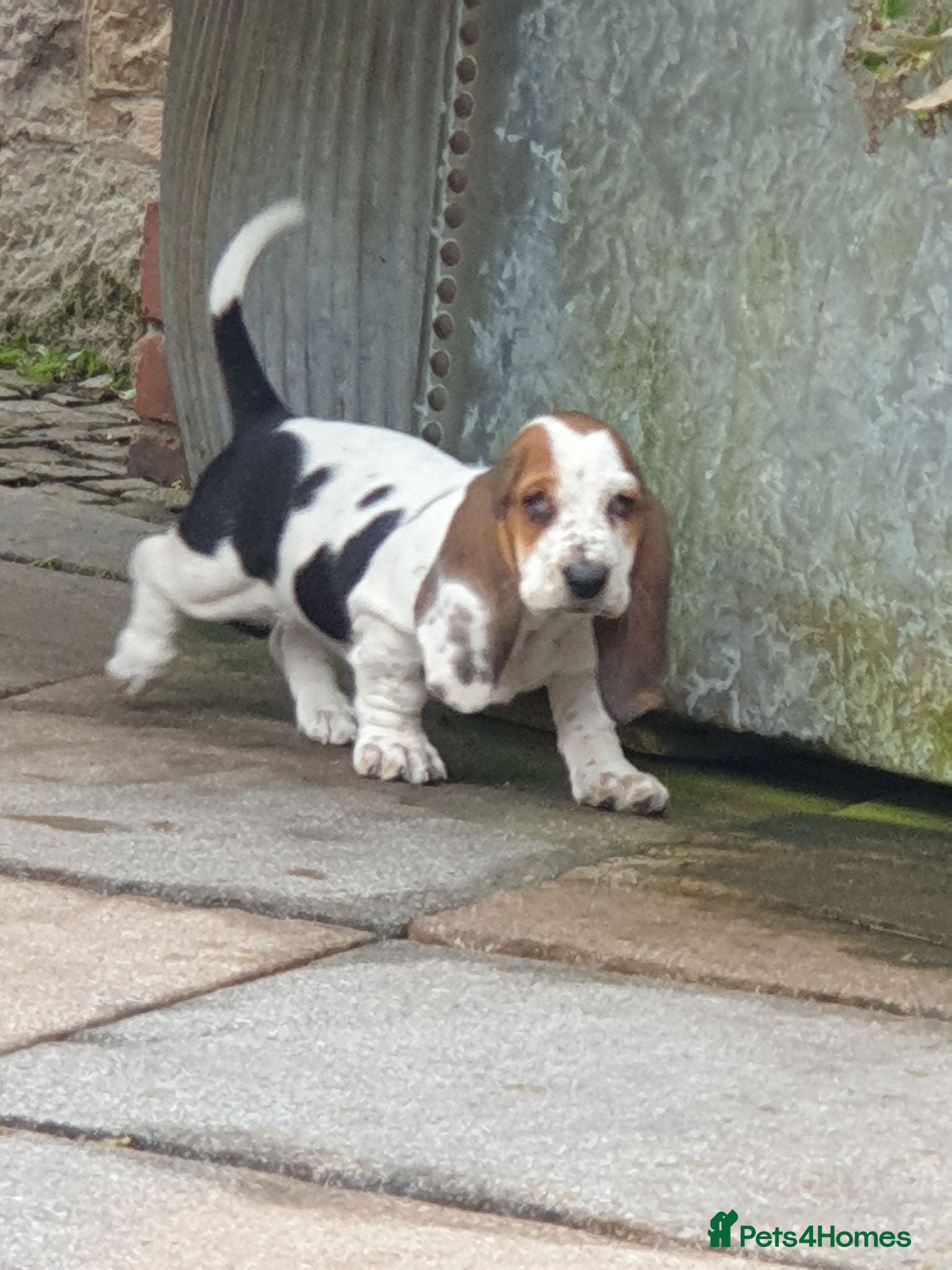 Basset Hound dogs Basset hound pups - Advert 2