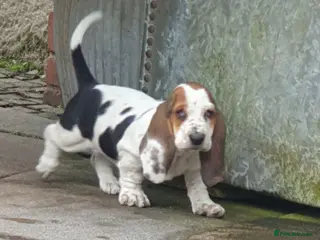 Basset Hound dogs Basset hound pups - Advert 2