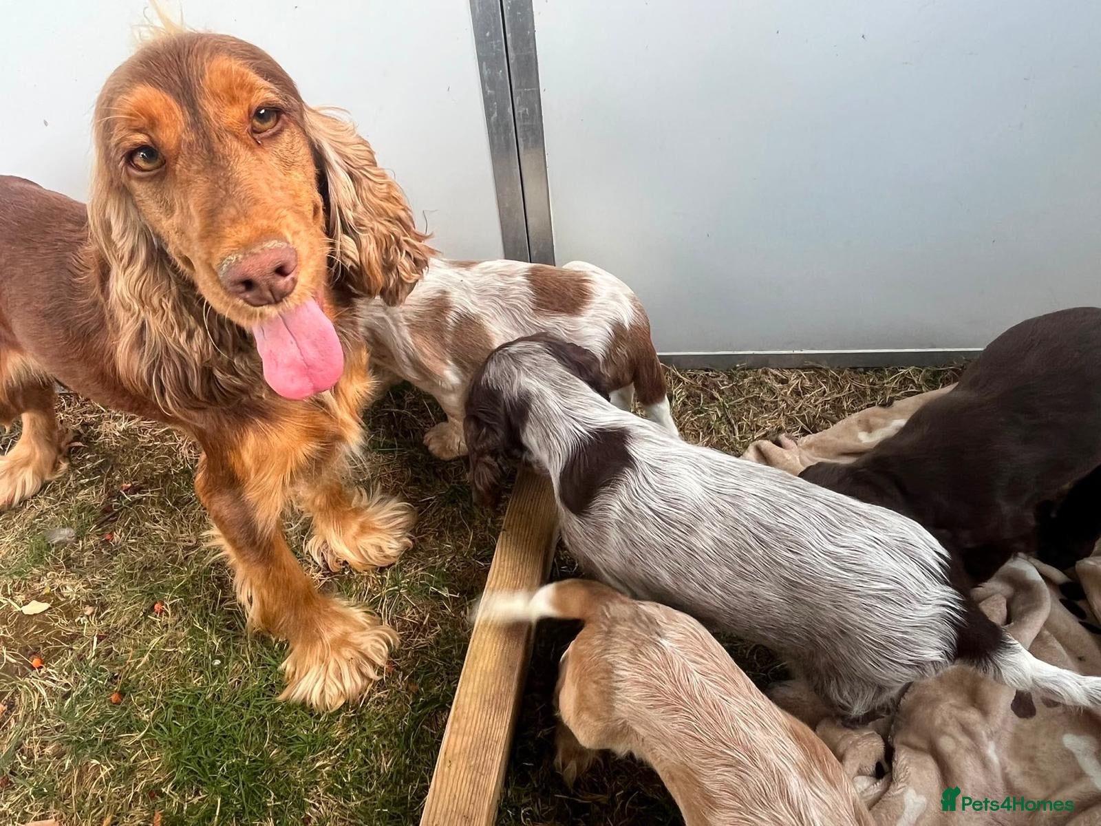 Cocker Spaniel dogs Puppy looking for a loving forever home  - Advert 1