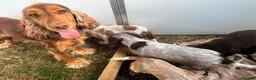 Cocker Spaniel dogs for sale: Puppy looking for a loving forever home  in Sittingbourne - Advert 1
