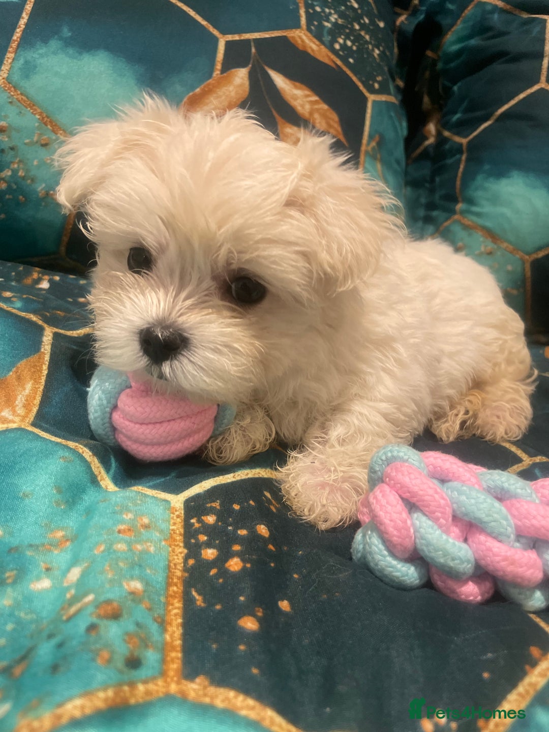Maltese dogs for sale:  ✨ Special – Korean Maltese Puppies 🐾 - Advert 16
