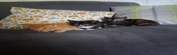 Mixed Breed cats for sale: Mixed colour/ price kittens looking for 5* home - Advert 7