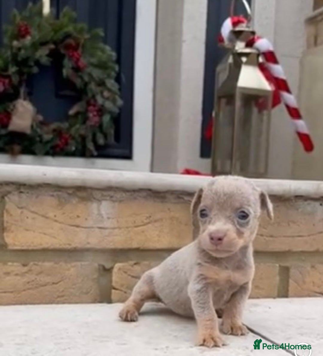 Jack Russell dogs for sale: Much wenlock jack russell pups  - Advert 6